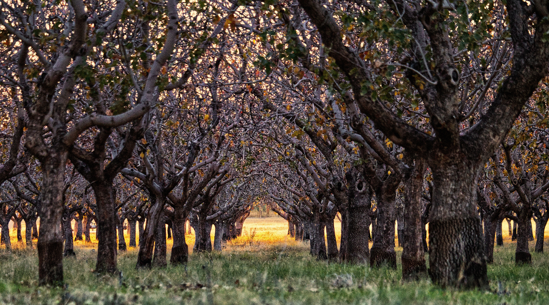 🍎 Maison Hérout : le cidre et les spiritueux bio du Cotentin
