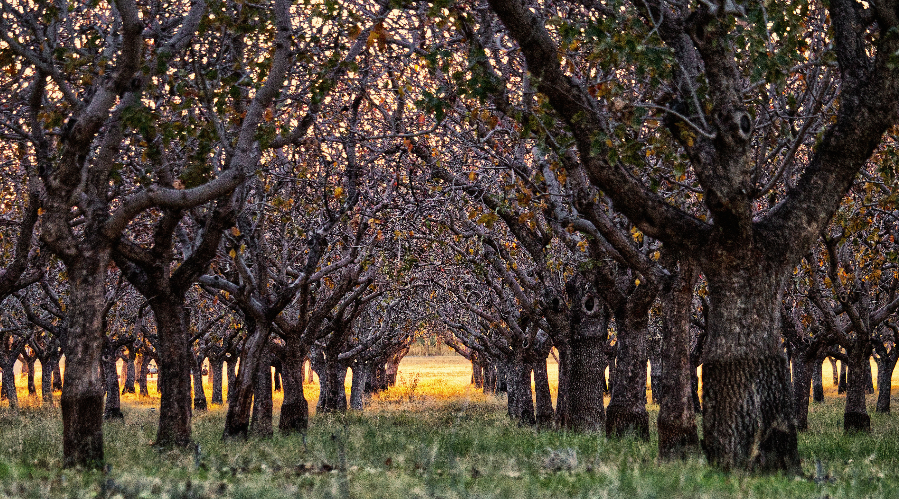 🍎 Maison Hérout : le cidre et les spiritueux bio du Cotentin
