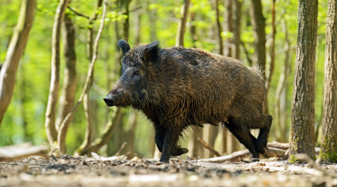 🐗 Coc en pattes : le sanglier sauvage, travaillé avec conviction