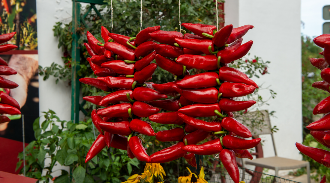 🌶️ Le vrai goût du piment d’Espelette AOP : origine, culture et différence avec les autres piments