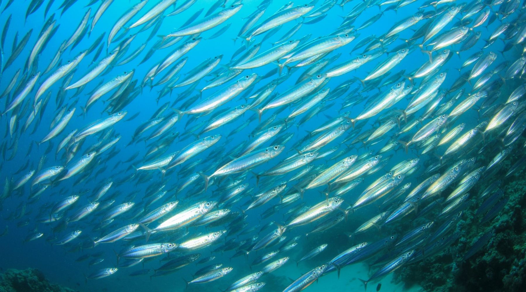 🐟 La conserverie La Belle-Iloise : l’éthique et l’artisanat au cœur de la sardine
