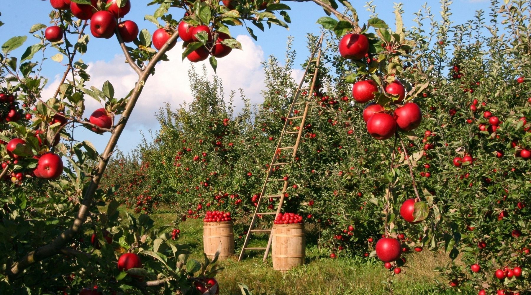 🍎 Le cidre artisanal : bien plus qu’une alternative au vin