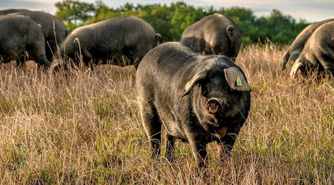 🐖 Porc Noir de Bigorre AOP : l’excellence du porc élevé en liberté